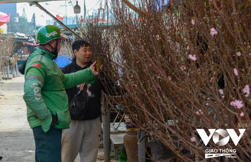 Khách tới chợ hoa để chọn đào về bày sớm cũng khá nhộn nhịp. Theo đánh giá của người mua, việc lựa chọn đào sớm năm nay rất khó vì cành nào nhìn cũng đẹp, cũng dày hoa.