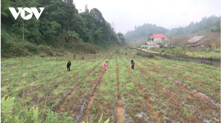 Vườn trồng cây cát cánh nhà anh Sùng Seo Quỷ (ảnh An Kiên/VOV Tây Bắc)
