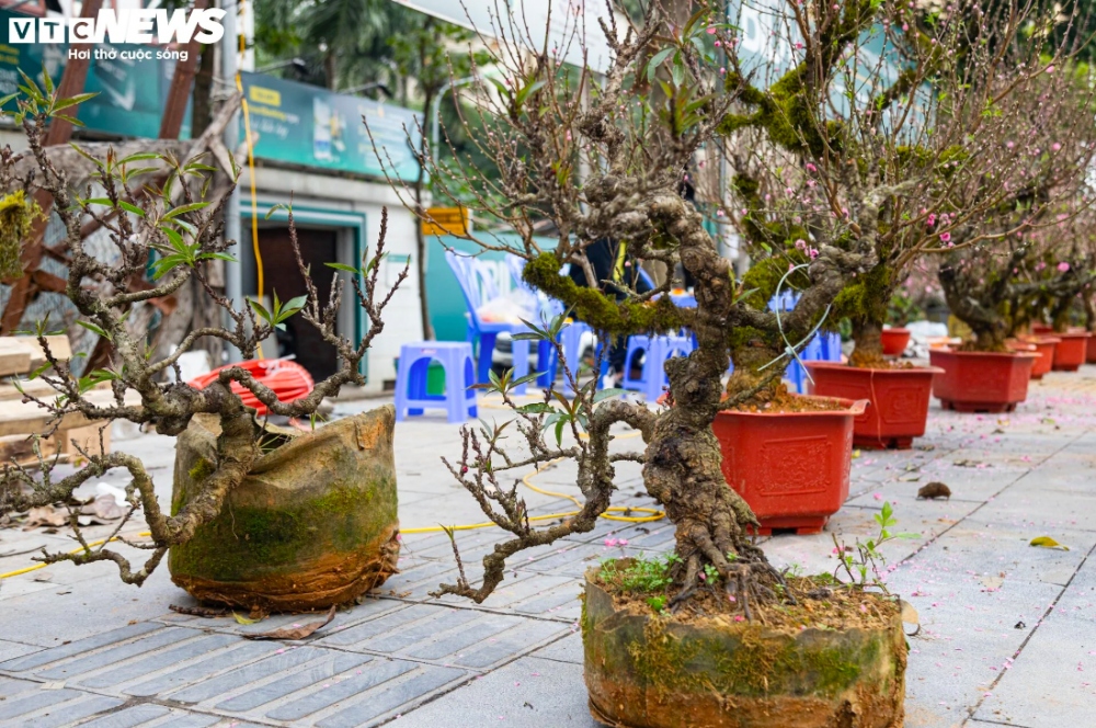 Những cây đào thất thốn cũng được chủ vườn mang từ Sapa xuống để khoe sắc dịp Tết