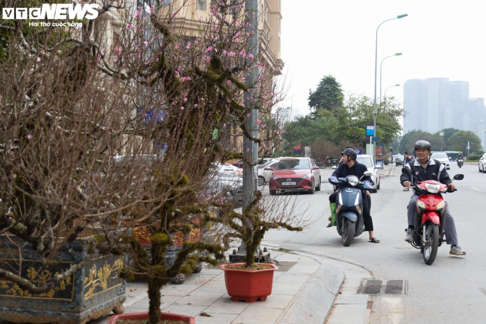 Nhiều người đi đường bị thu hút bởi vẻ đẹp của những gốc đào cổ Sapa, phải dừng lại ngắm nhìn