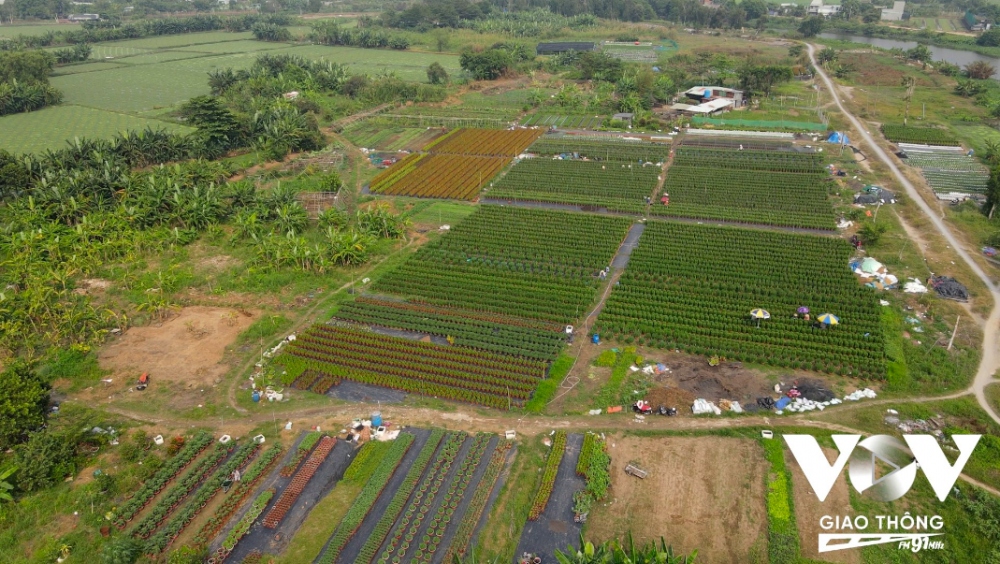 Vườn hoa rộng hơn 4.000m2 của ông Lê Phước Lâm