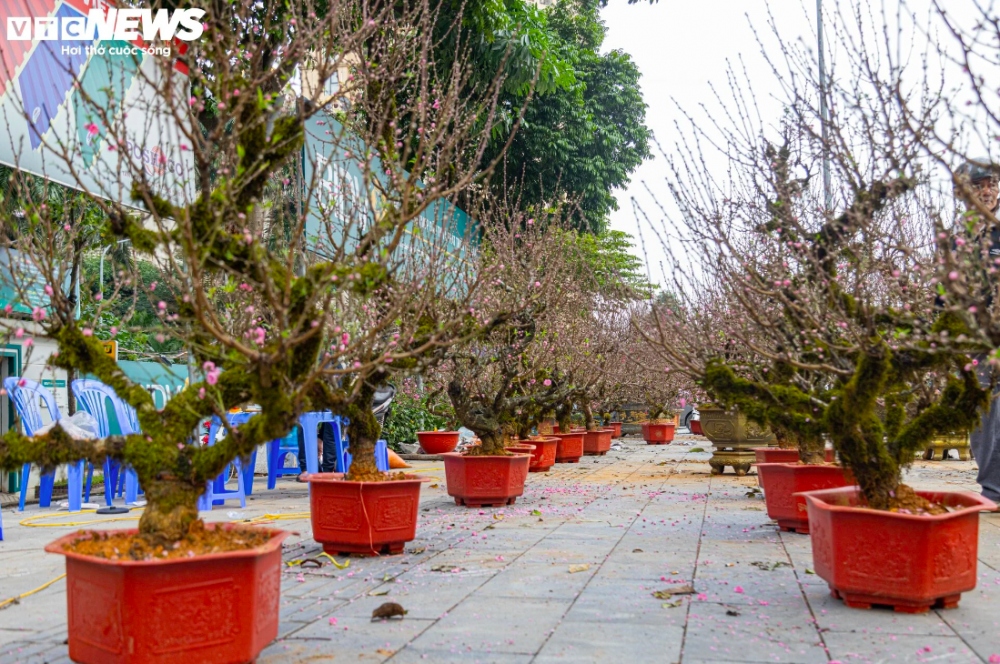 Dọc phố Lạc Long Quân (quận Tây Hồ, Hà Nội) các loại đào Tết đang được trưng bày rất nhiều và đa dạng với đủ loại như đào thế, đào bích, đào phai, đào thất thốn...