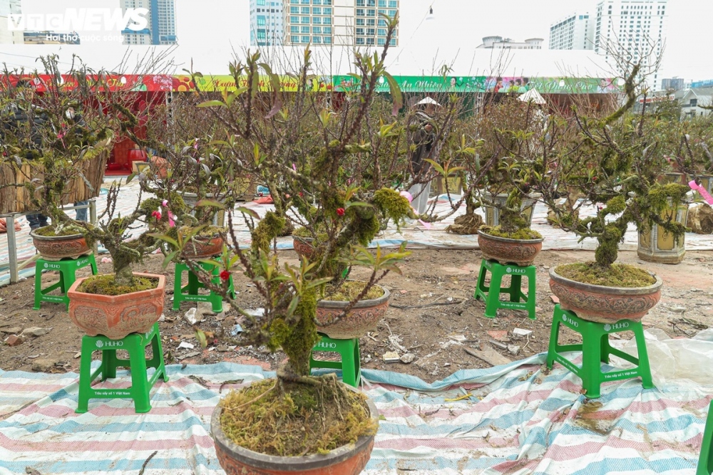 Những ngày cận Tết Nguyên đán, đủ các loại hoa, cây cảnh bày bán trên khắp tuyến đường Hà Nội. Ngoài quất, đào thì nhất chi mai đang được nhiều khách ưa chuộng, dù giá đắt đỏ lên tới chục triệu đồng.