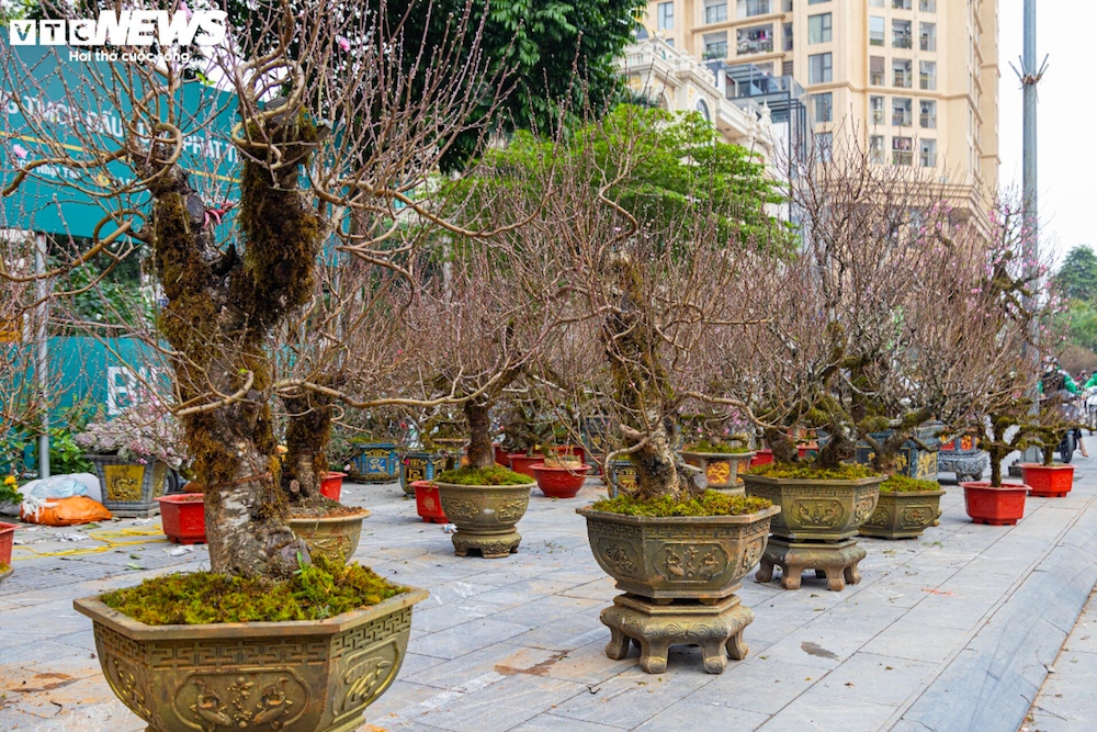 Nổi bật giữa rừng hoa đào ấy là những gốc đào cổ Sapa với nụ hoa to, cánh dày màu hồng đang thu hút nhiều khách đến mua