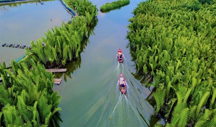 Rừng dừa nước xã Tịnh Khê. Ảnh Việt Hoàng