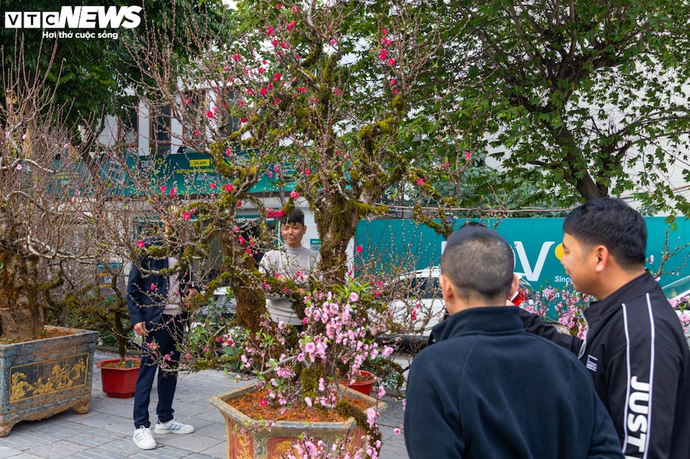 "Ngay từ đầu tháng 1 chúng tôi đã chuyển hàng trăm gốc đào từ vườn tại Sapa (Lào Cai) xuống để bày bán, được rất nhiều người dân Thủ đô ưa chuộng và săn đón", một chủ vườn đào cho hay
