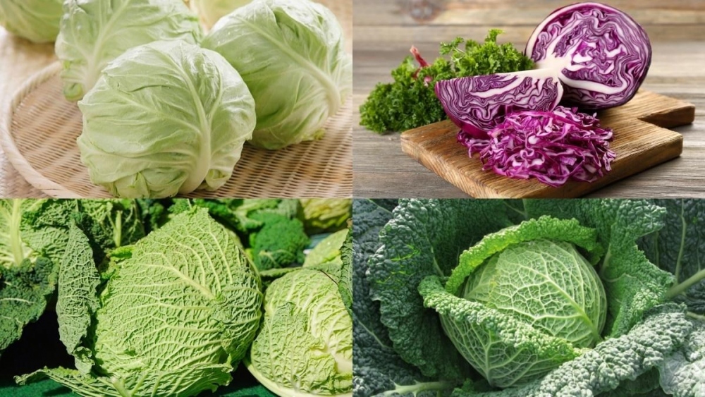 Bắp cải mang lại nhiều lợi ích cho sức khỏe nhưng sẽ không tốt đối với một số người. (Ảnh minh họa)