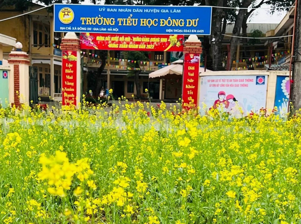 Năm đó, cô mới được luân chuyển về trường nên chưa quen ai, đành nhờ phụ huynh học sinh ở trường cũ giúp đỡ. Rau cải lên nhanh, ban đầu được các cô giáo thu hoạch. Khi cải có hoa, ai đi qua cũng khen đẹp.