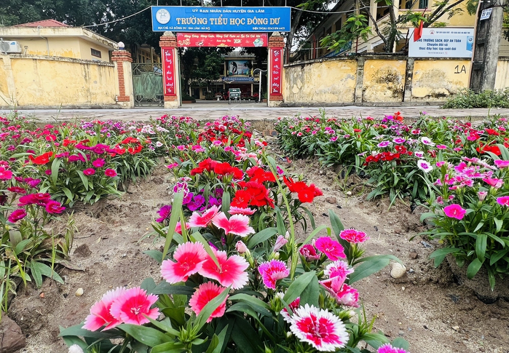 Khu đất rất rộng, trường không đủ sức để trồng và chăm sóc hoa, nên chỉ trồng hoa trước cổng trường.