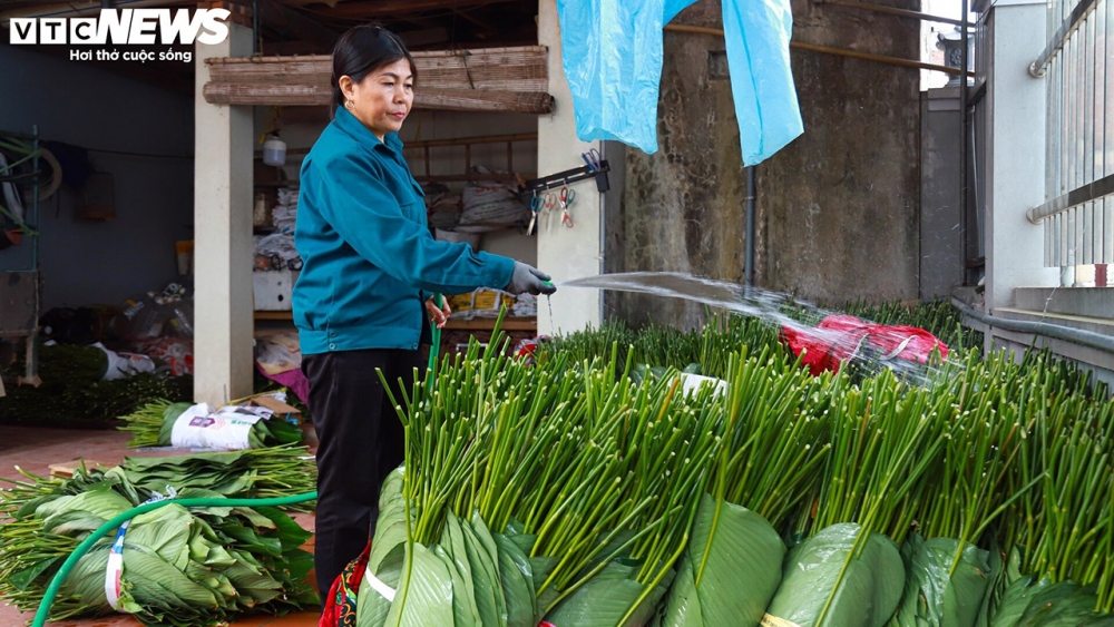 Từng bó sau đó được vận chuyển đến thương lái với mức giá 800 - 1.000 đồng/lá. Người trồng cây dong xanh cho biết, cuối tháng Chạp có thể giá lá dong sẽ tăng lên 1.500 - 1.700 đồng/lá