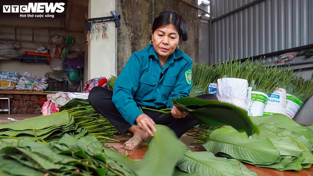 "Cây dong xanh rất dễ trồng, một năm có khoảng 3 đến 5 lần cắt bán, sau mỗi lần thu hoạch chỉ cần biết cách chăm sóc thì cây sẽ cho ra lứa lá tiếp...