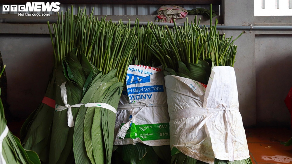 Lá dong thường được sắp 50 tàu/bó để thương lái tiện thu mua