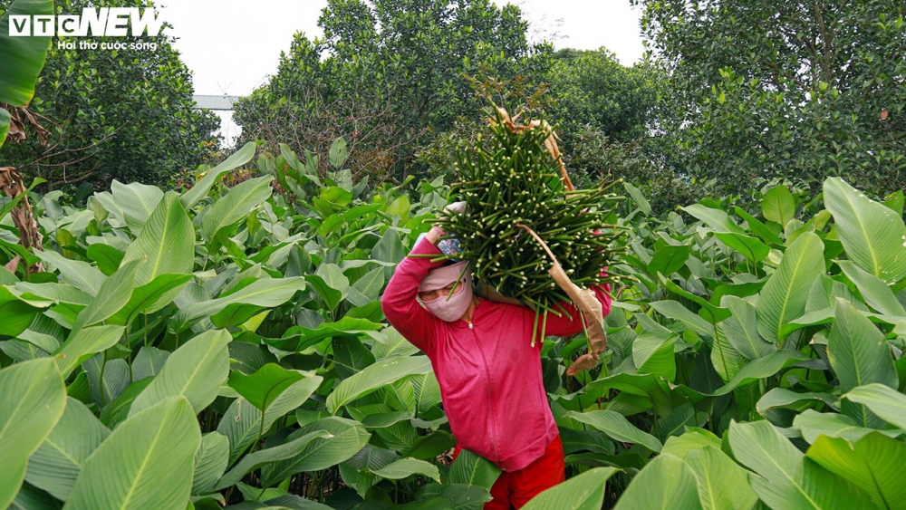 Người dân vội vã thu hoạch lá dong để kịp bán ra thị trường, nhằm có doanh thu đón Tết