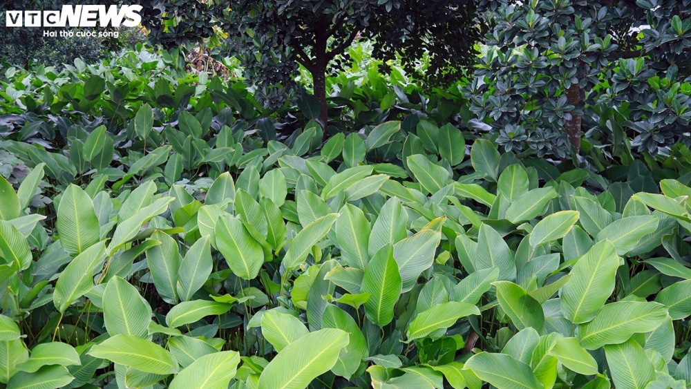 Làng Tràng Cát được biết đến là "thủ phủ" trồng cây dong xanh nổi tiếng ở Hà Nội. Cứ mỗi dịp Tết đến xuân về, người dân lại tất bật thu hoạch, lựa chọn những tàu lá đẹp nhất để bán ra thị trường, phục vụ nhu cầu gói bánh chưng của người tiêu dùng