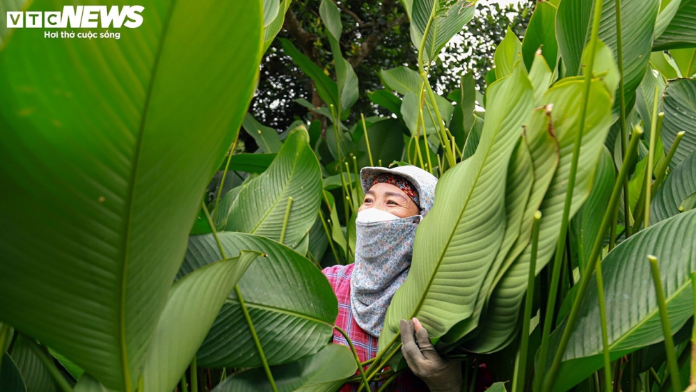 Nhiều người trong làng cho biết, nghề trồng lá dong xanh có từ thời thành lập làng đến nay, tức là thế kỉ XVI - XVII. Do đó, người lớn nào trong làng cũng có kinh nghiệm gia truyền về trồng loại cây này