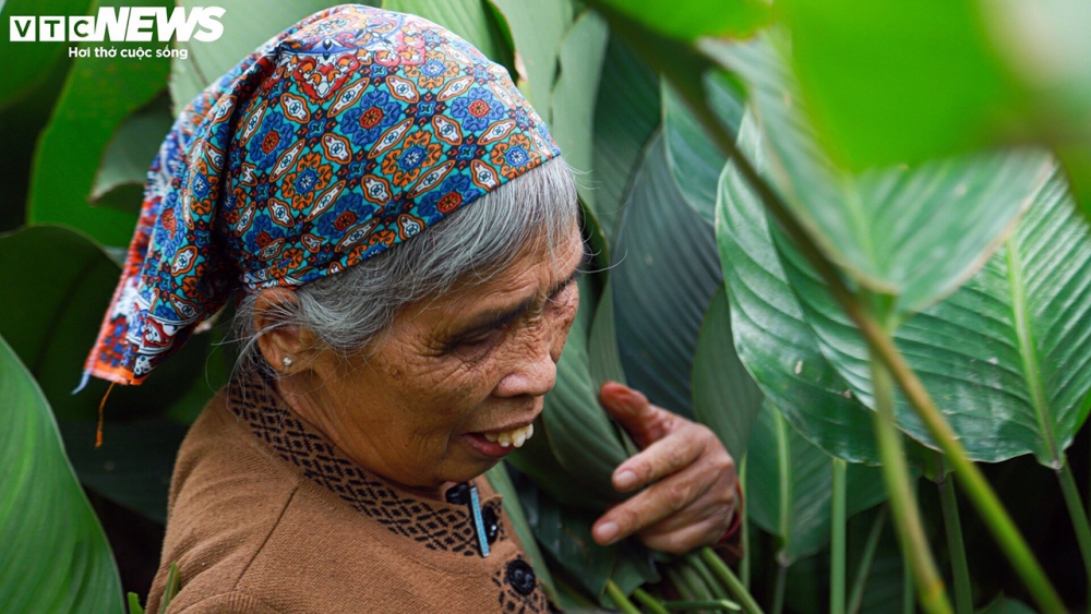 Gần đến Tết Giáp Thìn, đâu đâu cũng bắt gặp cảnh người dân thông Tràng Cát đi thu hoạch lá dong, nhiều gia đình còn huy động tất cả người già, trẻ em làm cùng để kịp kiếm lời trong mùa vụ lớn nhất năm