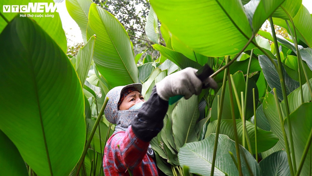 Chi Nguyễn Thị Khuyên cho biết gia đình chị đang chăm sóc khoảng 4 sào lá dong nhưng hiện tại vẫn không đủ để cung cấp cho thương lái. Ngay từ đầu tháng Chạp, gia đình chị đã bắt đầu phải thu hoạch lá