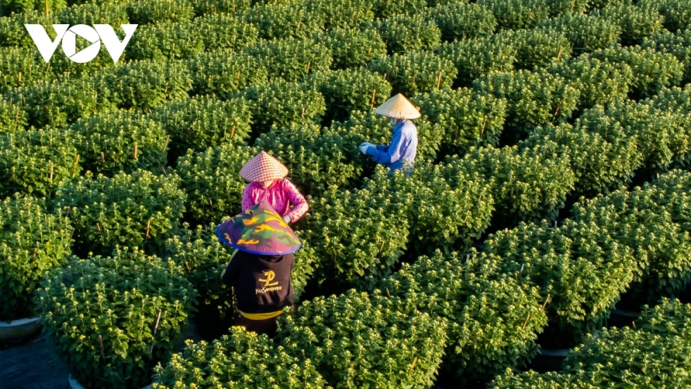 As a large flower hub located in Da Nang, Go Giang flower village has emerged as a popular destination among flower lovers.