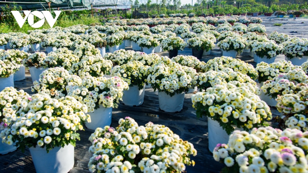 New Japanese chrysanthemum are among the favourite flowers this year.