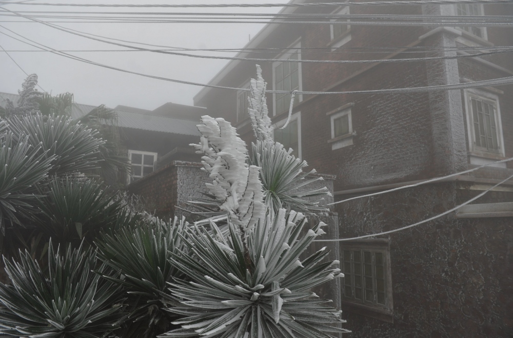 The frost has created a white coating over all of the trees on Mau Son Mountain peak, thereby creating a rare natural scene in the area.