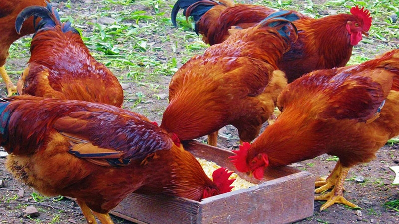 Rà soát phát hiện sai phạm phân bổ gà giống chạy vào nhà người thân lãnh đạo xã (ảnh minh hoạ)