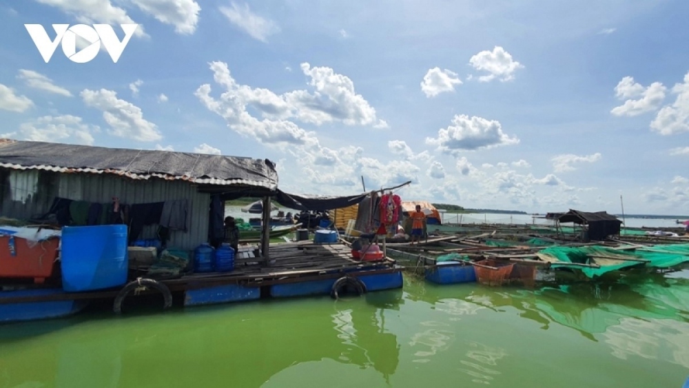 Trước đó, trên lòng hồ Dầu Tiếng thuộc địa phận ấp Hòa Lộc, xã Minh Hòa gần 100 hộ dân làm lồng bè nuôi cá, thả vó. Qua tuyên truyền, vận động, hàng chục hộ dân đã tháo gỡ vó cá, bè cá.