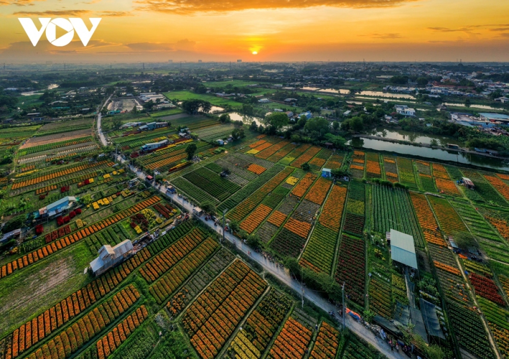By the end of the ninth lunar month every year, people in Tan Ba neighborhood put aside growing green vegetables and turn to plant flowers for Tet. At this time of year, popular names such as Tan Ba Flower Village or Binh Duong Tet Flower Village become more relevant.