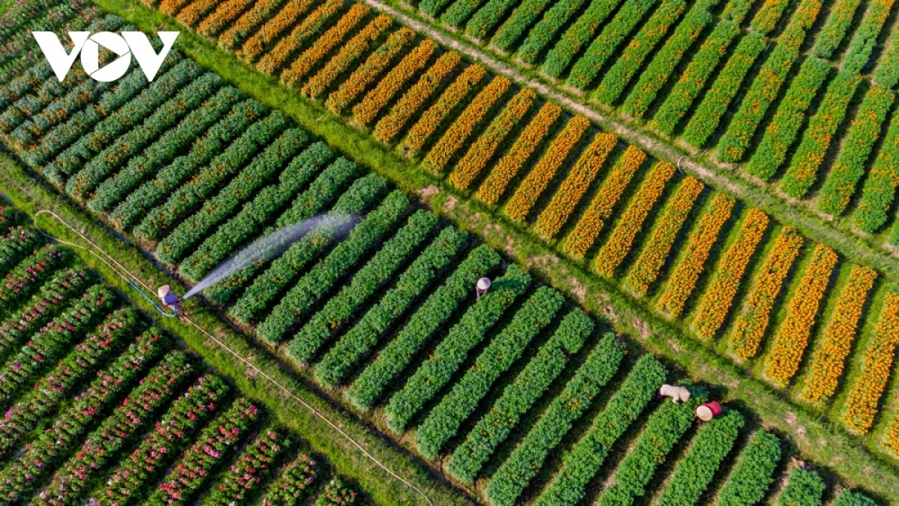 Covering an area of nearly 10 hectares, farmers tend to grow various types of splendid flowers for Tet, including chrysanthemums, marigolds, cockscombs, and sunflowers.