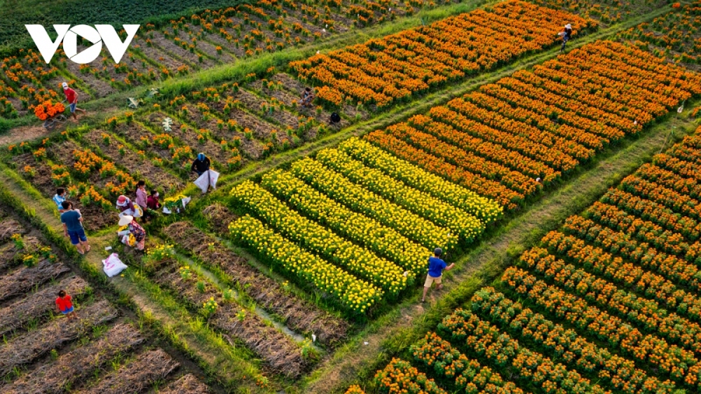 In order for the flowers to bloom in time for the festive period, farmers in Tan Ba have strictly monitored the weather forecast to take proper care of the flowers accordingly