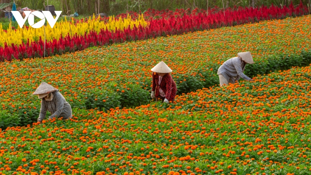 This year, farmers based in Tan Ba flower village feel excited as the flowers are in full bloom thanks to the favourable weather conditions.   