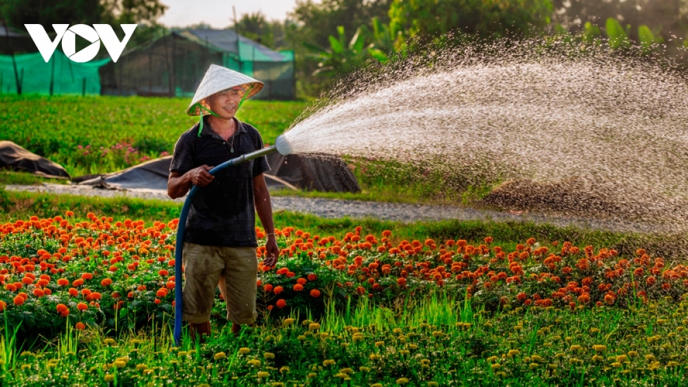 Currently, many traders based in Ho Chi Minh City, Dong Nai, and Binh Duong have come to make deposits and wait for the day to cut flowers to sell. According to local residents, flowers in Tan Ba flower village are mainly used to decorate the altar during Tet, meaning farmers do not have to worry about the sale outlets.