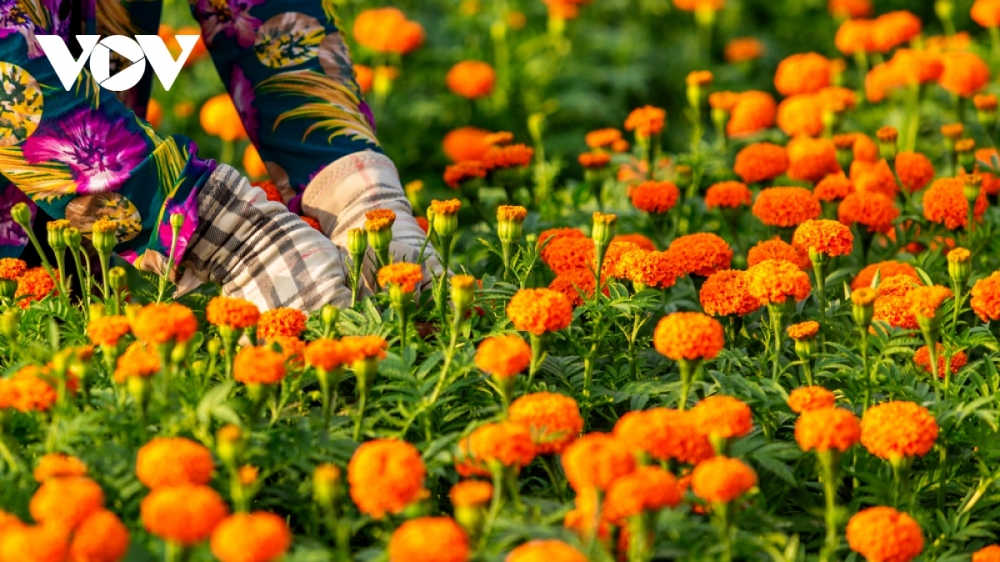 Each year sees people in Tan Ba grow only one flower crop. Economically, it doesn't make much profit, but due to their great passion for growing Tet flowers, local people maintain the tradition from generation to generation.