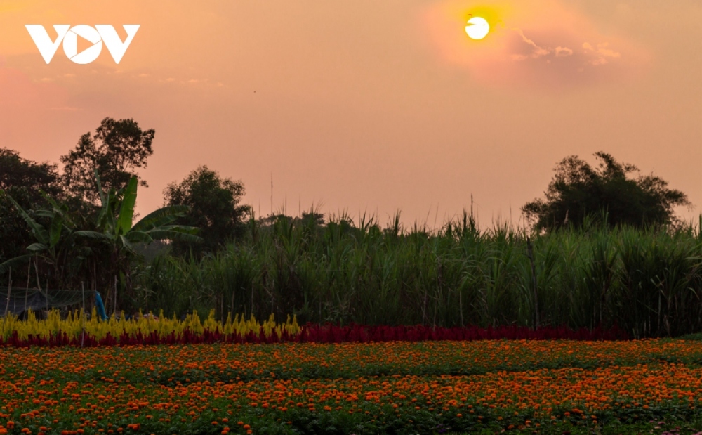 With the increasing rate of urbanisation and agricultural land area gradually shrinking, residents in Tan Ba have retained the land area for agriculture and flower growing. 
