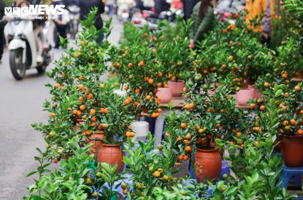 Những cây quất từ cỡ nhỏ đến vừa được bày bán tại đây hầu hết là quất Tứ Liên, giá thành mỗi cây dao động từ 300 nghìn đồng đến 1 triệu đồng.