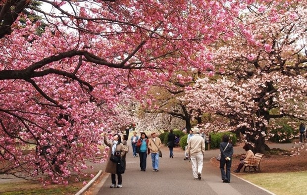  The number of Vietnamese visitors to Japan in 2023 reached a new record of 573,900 (Photo: hanoimoi.vn)