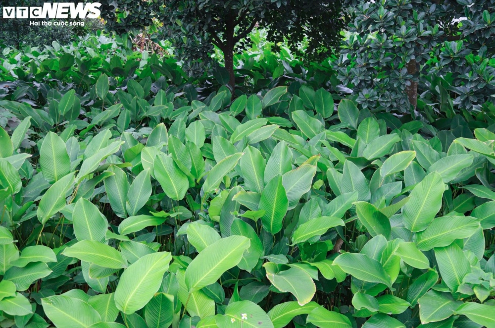 Trang Cat village is famous for its 600-year history of planting Dong leaves, with the harvesting season often lasting for more than 10 days, starting from the 10th day of the 12th lunar month.