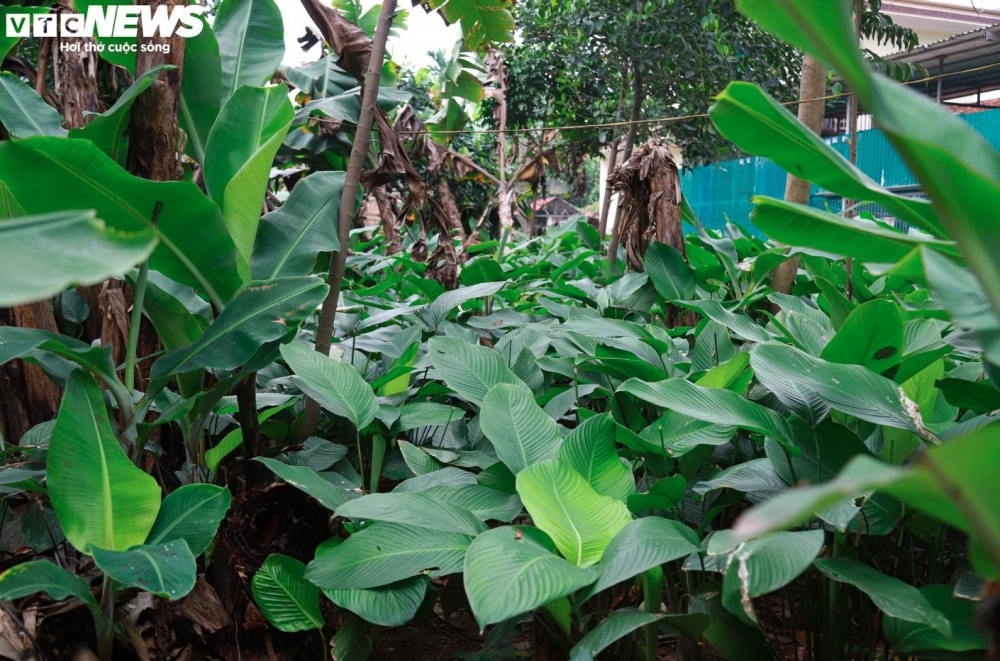 Wrapping Chung cake with these leaves provides an eye-catching green colour to the cake.