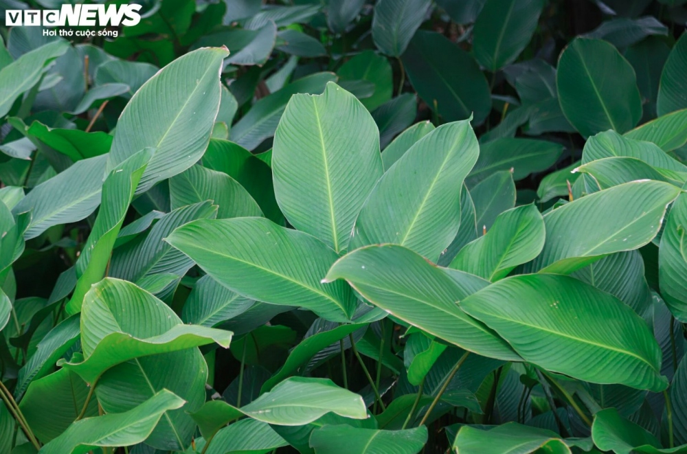 Situated around 30km far from the centre of Hanoi, the village provides Dong leaves to other localities nationwide for the festive season.
