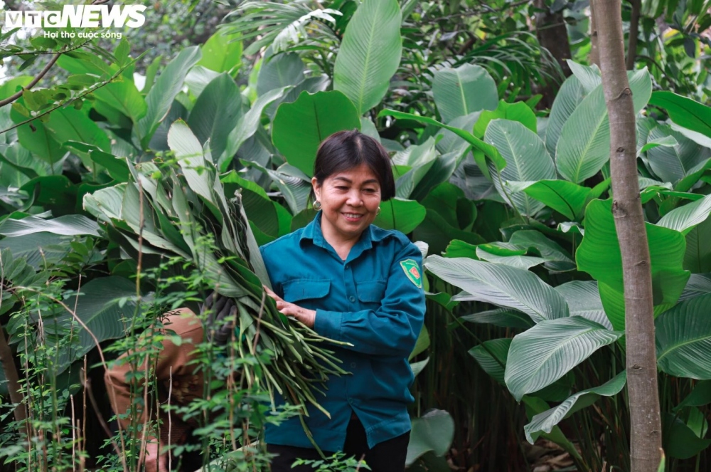 Thanks to the fertile soil next to the Day river, Trang Cat is the ideal location for planting a variety of fruit trees such as oranges, vegetables, and especially Dong trees.
