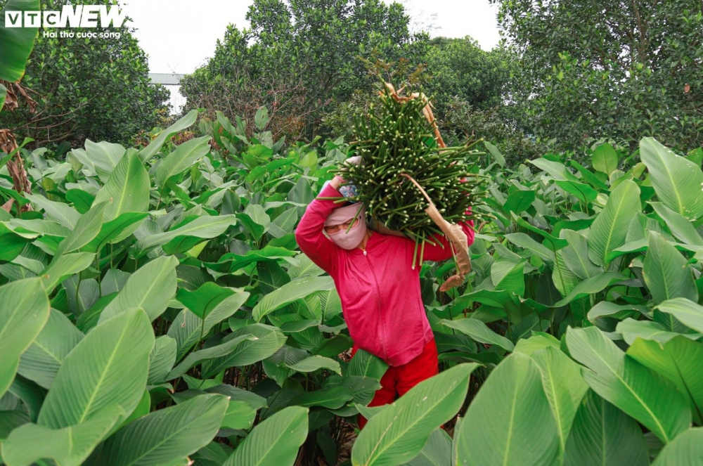Dong leaves from Trang Cat village are most popular as they are soft, and have both a catchy colour and odor.