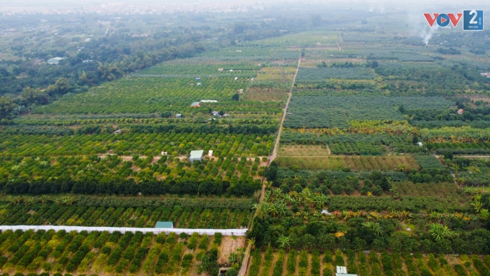 Thời điểm cận Tết, người dân xã Đồng Tháp (Đan Phượng, Hà Nội) đang sẵn sàng giai đoạn nước rút, thu hoạch những trái phật thủ đến ngày hái quả