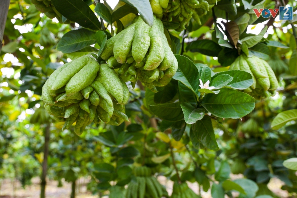 Với biểu tượng nhiều may mắn, tài lộc, quả phật thủ luôn được người dân lựa chọn dâng lên bàn thờ tổ tiên mỗi dịp đến Tết, xuân về.