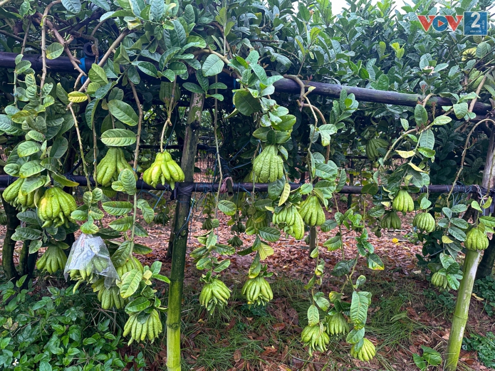 Trồng cây phật thủ phải sau 2 năm chăm bón vất vả thì mới trĩu quả trên nền đất mới.