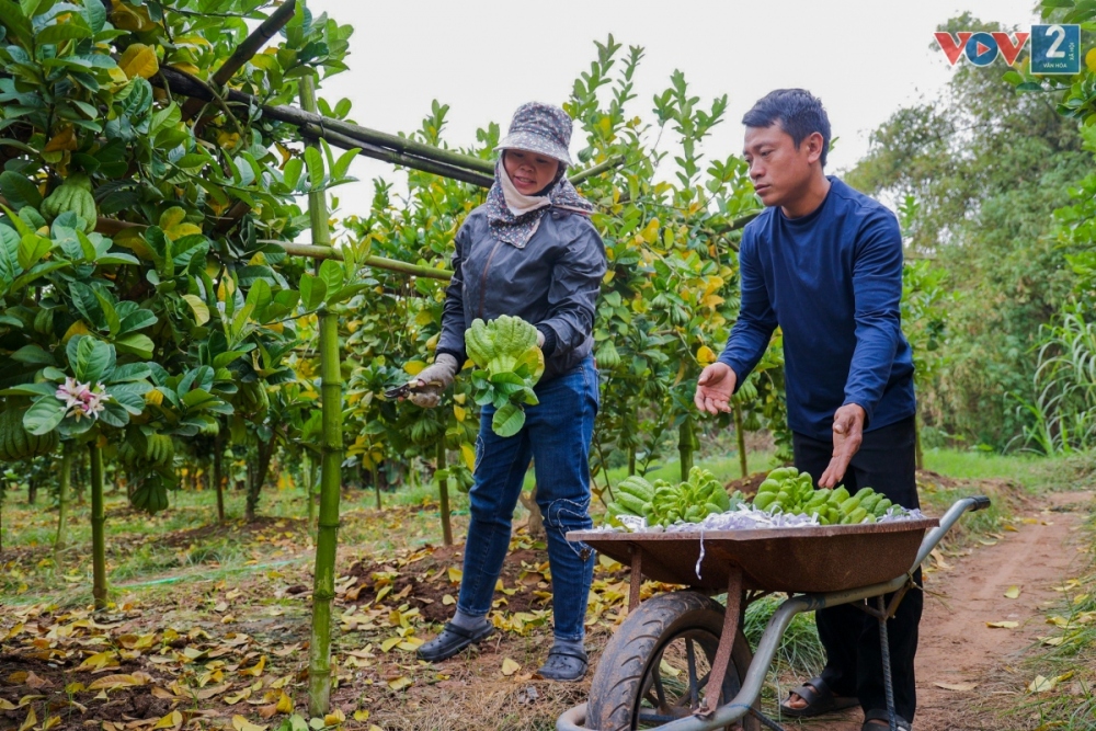 Vào thời điểm gần Tết, vườn cây phật thủ sẽ cho thu hoạch lớn nhất trong năm. Đây là vụ chính được người trồng mong đợi nhất.