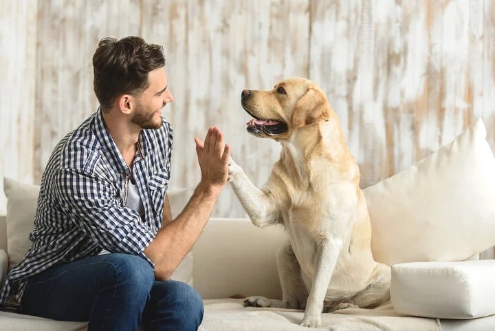 Tại sao chó có thể hiểu được tiếng người? Cấu trúc não của loài chó cũng diễn giải lời nói bằng não trái và phân tích ngữ điệu bằng não phải như người. (Ảnh: Mad Paws)