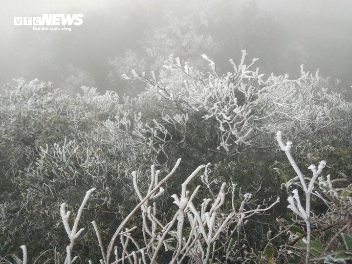 The frost has created a white coating over all of the trees on Mau Son mountain peak, thereby creating a rare natural scene.
