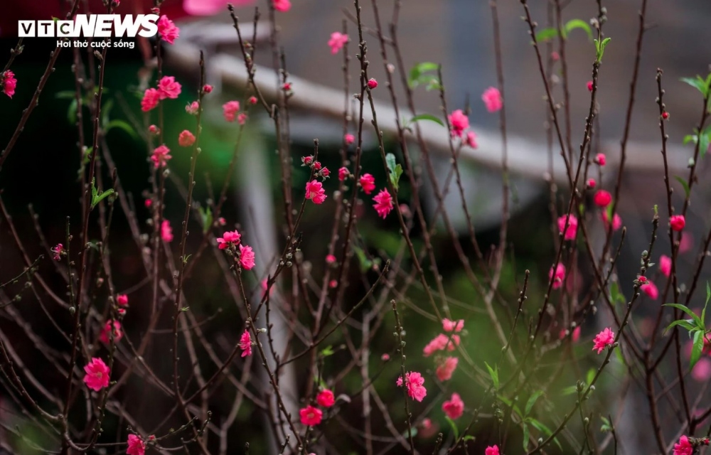 Peach trees are diverse and come in many different types, providing multiple choice for customers.