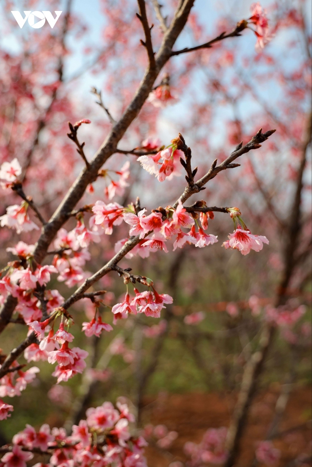 Pa Khoang island is now decorated with the soft pink colour of cherry blossoms. The cherry trees have flowers with a single layer of five petals.