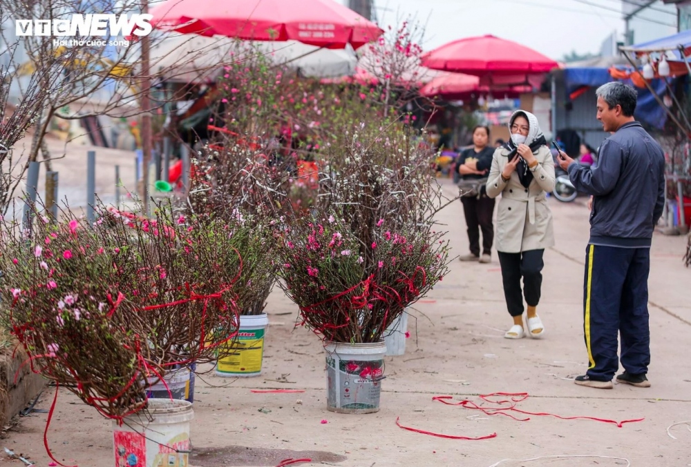 Bonsai peaches and peach blossom branches prove to be the most popular items among customers.