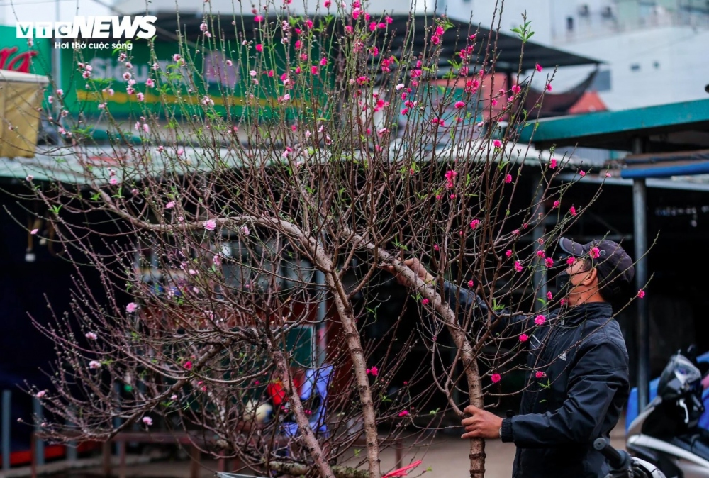 Growers bring peach blossoms to the market in order to meet demand for decorations during the Tet holiday.